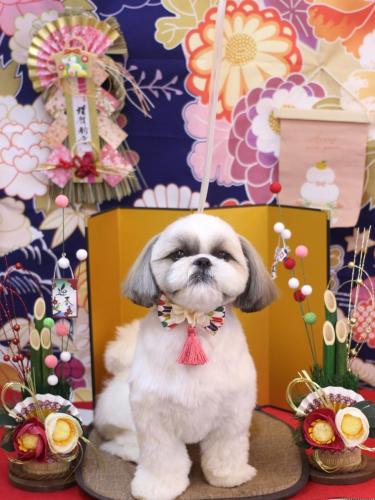 20240114みたらしちゃん